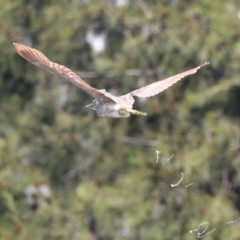 Nycticorax caledonicus at Upper Stranger Pond - 13 Jan 2024 12:03 PM