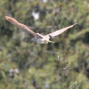 Nycticorax caledonicus at Upper Stranger Pond - 13 Jan 2024