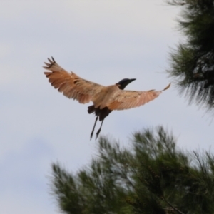 Nycticorax caledonicus at Upper Stranger Pond - 13 Jan 2024 12:03 PM