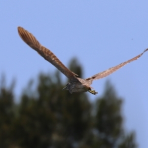 Nycticorax caledonicus at Upper Stranger Pond - 13 Jan 2024