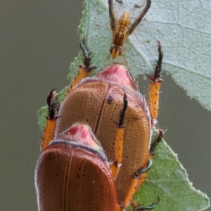 Maenomenus ensifer at Mount Ainslie - 13 Jan 2024