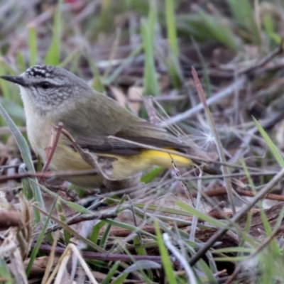 Acanthiza chrysorrhoa (Yellow-rumped Thornbill) at Fyshwick, ACT - 11 Aug 2017 by AlisonMilton