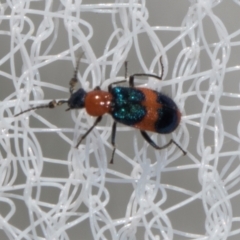 Dicranolaius bellulus (Red and Blue Pollen Beetle) at Higgins, ACT - 1 Jan 2024 by AlisonMilton