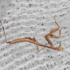 Tenodera australasiae (Purple-winged mantid) at Higgins, ACT - 1 Jan 2024 by AlisonMilton