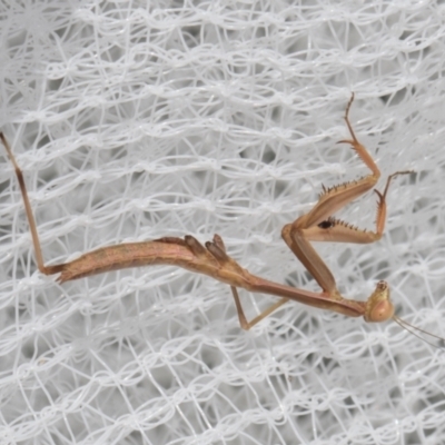 Tenodera australasiae (Purple-winged mantid) at Higgins, ACT - 1 Jan 2024 by AlisonMilton