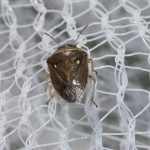 Eysarcoris sp. (genus) at Higgins, ACT - 1 Jan 2024