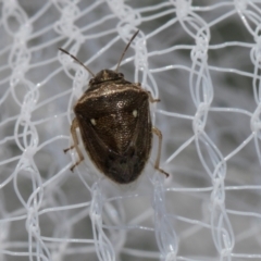 Eysarcoris sp. (genus) at Higgins, ACT - 1 Jan 2024