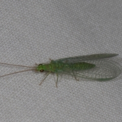 Mallada traviatus (Goldeneye Lacewing) at Higgins, ACT - 11 Jan 2024 by AlisonMilton