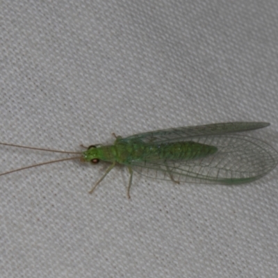 Mallada traviatus (Goldeneye Lacewing) at Higgins, ACT - 10 Jan 2024 by AlisonMilton