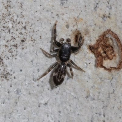 Holoplatys sp. (genus) (Unidentified Holoplatys jumping spider) at Higgins, ACT - 16 Nov 2023 by AlisonMilton