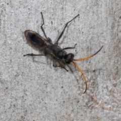 Fabriogenia sp. (genus) (Spider wasp) at Higgins, ACT - 16 Nov 2023 by AlisonMilton