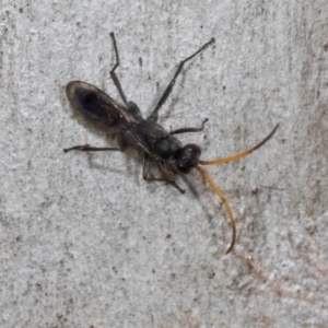 Fabriogenia sp. (genus) at Higgins Woodland - 16 Nov 2023 01:12 PM