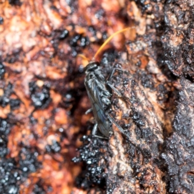 Fabriogenia sp. (genus) (Spider wasp) at Higgins, ACT - 16 Nov 2023 by AlisonMilton