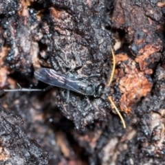 Fabriogenia sp. (genus) at Higgins Woodland - 16 Nov 2023 02:43 PM