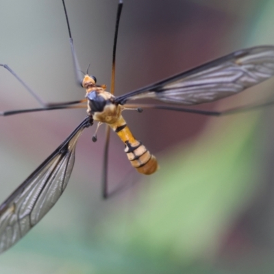 Leptotarsus (Leptotarsus) clavatus (A crane fly) at Mongarlowe River - 13 Jan 2024 by LisaH