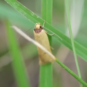 Oecophoridae provisional species 6 at suppressed - suppressed