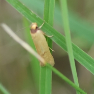 Oecophoridae provisional species 6 at suppressed - suppressed