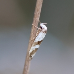 Eulechria triferella (A Concealer moth (Eulechria group)) at QPRC LGA by LisaH