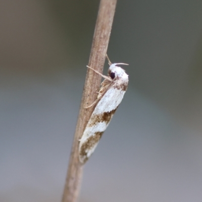 Eulechria triferella (A Concealer moth (Eulechria group)) at Mongarlowe River - 13 Jan 2024 by LisaH
