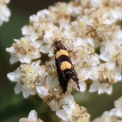 Glyphipterix chrysoplanetis (A Sedge Moth) at Mongarlowe River - 12 Jan 2024 by LisaH