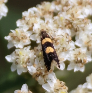 Glyphipterix chrysoplanetis at QPRC LGA - 13 Jan 2024