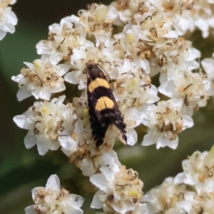 Glyphipterix chrysoplanetis at QPRC LGA - 13 Jan 2024