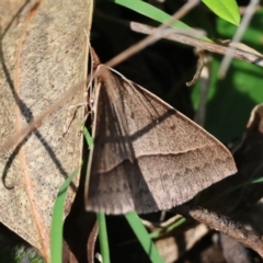 Epidesmia hypenaria (Long-nosed Epidesmia) at Mongarlowe River - 12 Jan 2024 by LisaH