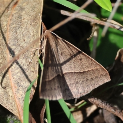 Epidesmia hypenaria (Long-nosed Epidesmia) at QPRC LGA - 12 Jan 2024 by LisaH