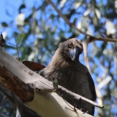 Strepera versicolor (Grey Currawong) at Mongarlowe, NSW - 12 Jan 2024 by LisaH