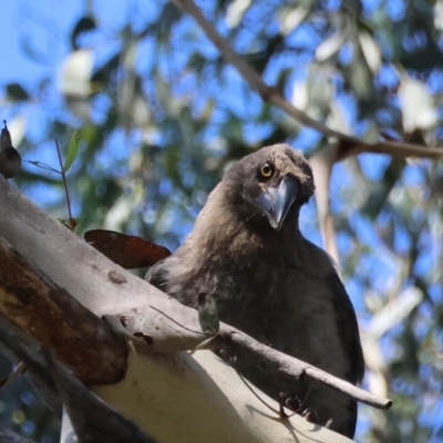 Strepera versicolor (Grey Currawong) at QPRC LGA - 12 Jan 2024 by LisaH