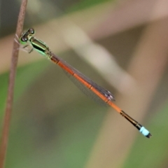 Ischnura aurora (Aurora Bluetail) at Mongarlowe, NSW - 13 Jan 2024 by LisaH