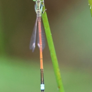 Ischnura aurora at QPRC LGA - suppressed