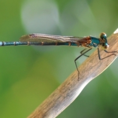 Austrolestes cingulatus at QPRC LGA - 13 Jan 2024