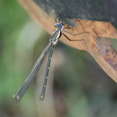 Austroargiolestes icteromelas (Common Flatwing) at Mongarlowe, NSW - 12 Jan 2024 by LisaH