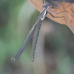 Austroargiolestes icteromelas at QPRC LGA - 13 Jan 2024