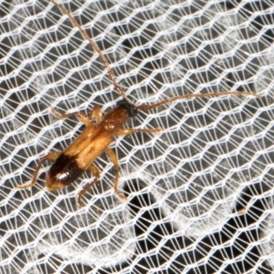 Atesta stigmosa (Longhorn or Longicorn beetle) at Higgins, ACT - 11 Jan 2024 by AlisonMilton