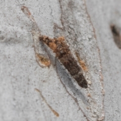 Psychidae (family) IMMATURE (Unidentified case moth or bagworm) at Higgins, ACT - 16 Nov 2023 by AlisonMilton