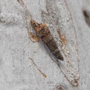 Psychidae (family) IMMATURE at Higgins Woodland - 16 Nov 2023 02:07 PM