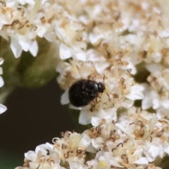 Dermestidae sp. (family) (Dermestid, carpet or hide beetles) at Mongarlowe, NSW - 12 Jan 2024 by LisaH