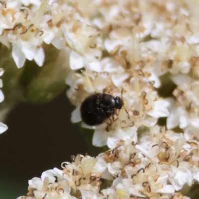 Dermestidae sp. (family) (Dermestid, carpet or hide beetles) at Mongarlowe, NSW - 12 Jan 2024 by LisaH