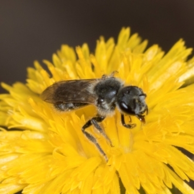 Lasioglossum (Chilalictus) lanarium (Halictid bee) at Higgins, ACT - 16 Nov 2023 by AlisonMilton