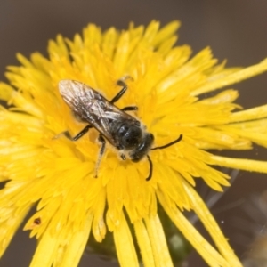 Lasioglossum (Chilalictus) lanarium at Higgins Woodland - 16 Nov 2023 02:16 PM