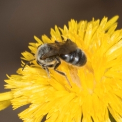 Lasioglossum (Chilalictus) lanarium at Higgins Woodland - 16 Nov 2023 02:16 PM