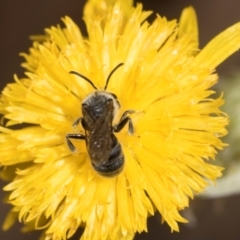 Lasioglossum (Chilalictus) lanarium at Higgins Woodland - 16 Nov 2023 02:16 PM