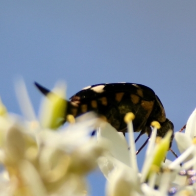 Hoshihananomia leucosticta (Pintail or Tumbling flower beetle) at Mongarlowe River - 12 Jan 2024 by LisaH