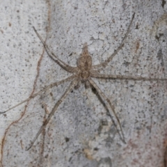 Tamopsis eucalypti (A two-tailed spider) at Higgins, ACT - 16 Nov 2023 by AlisonMilton