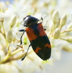 Castiarina pulchripes (Jewel beetle) at Mongarlowe River - 12 Jan 2024 by LisaH