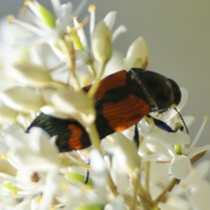 Castiarina pulchripes at QPRC LGA - suppressed