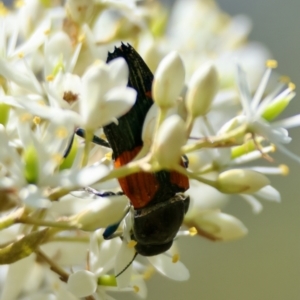 Castiarina pulchripes at QPRC LGA - 13 Jan 2024