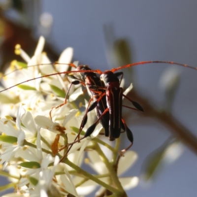 Amphirhoe decora (Decora Longicorn Beetle) at Mongarlowe River - 13 Jan 2024 by LisaH